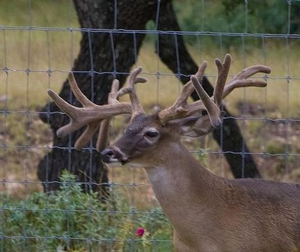 Farm and Ranch in Kerr County, Texas