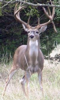 Farm and Ranch in Lampasas County, Texas