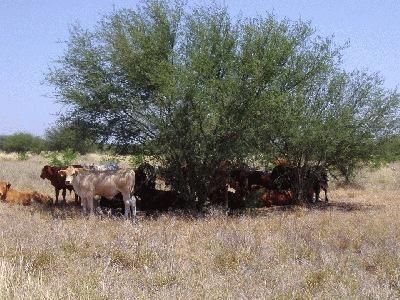 Farm and Ranch in Duval County, Texas
