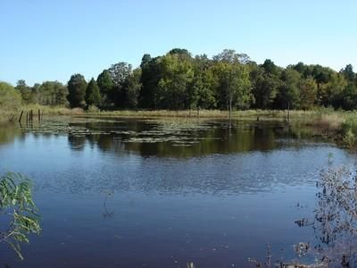 Farm and Ranch in Bastrop County, Texas