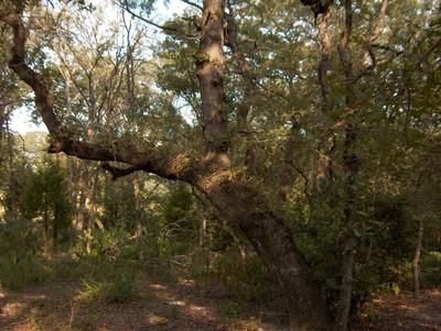 Farm and Ranch in Lee County, Texas