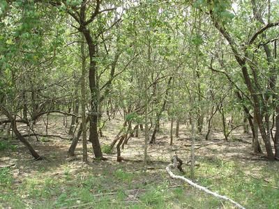Land in Caldwell County, Texas