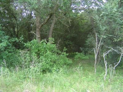 Farm and Ranch in Colorado County, Texas