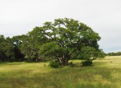 Land in Burnet County, Texas