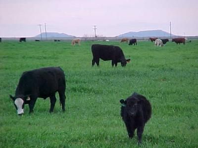 Farm and Ranch in Fisher County, Texas