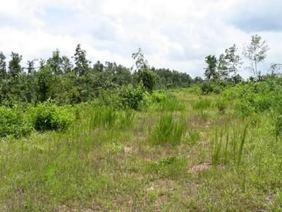 Land in Pike County, Arkansas