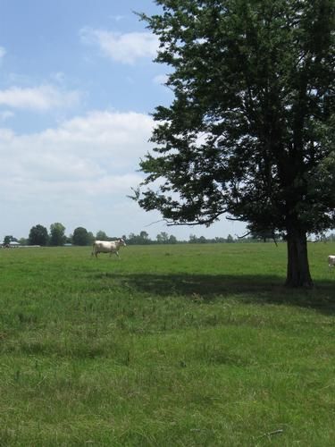 Farm and Ranch in Hempstead County, Arkansas