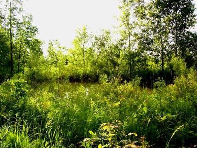 Land in Tuscola County, Michigan