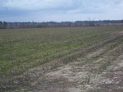 Farm and Ranch in Mitchell County, Georgia