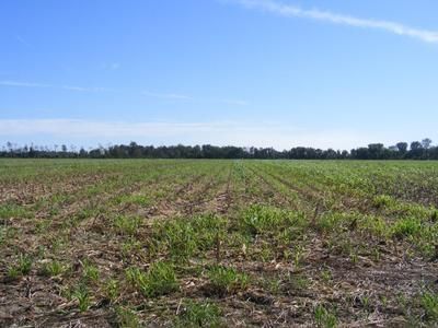 Farm and Ranch in Quitman County, Mississippi