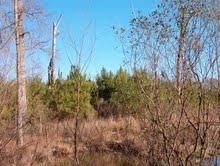 Farm and Ranch in Ashley County, Arkansas