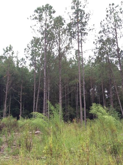 Farm and Ranch in Clarke County, Mississippi