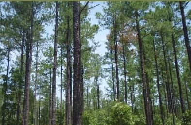 Land in Trinity County, Texas