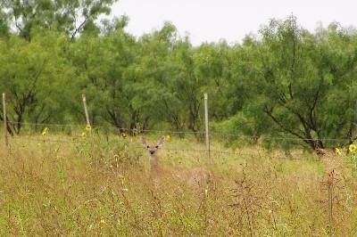 Land in Runnels County, Texas