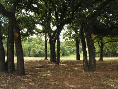 Land in Wise County, Texas