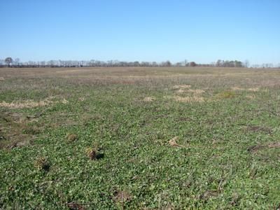 Farm and Ranch in Graves County, Kentucky