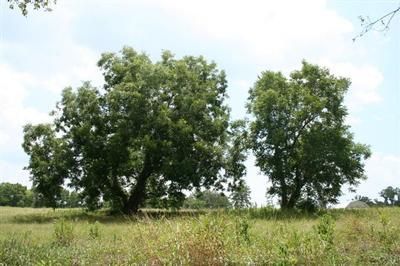 Land in Montgomery County, Texas