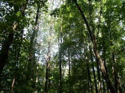 Timberland Property in Clinton County, Ohio