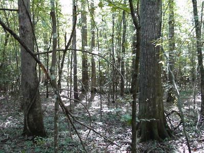 Land in Leake County, Mississippi