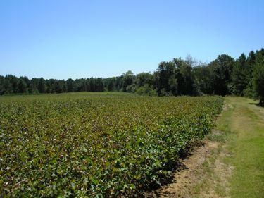 Farm and Ranch in Hardeman County, Tennessee
