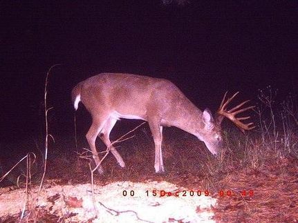 Farm and Ranch in Fayette County, Alabama
