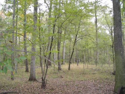 Farm and Ranch in Ouachita Parish, Louisiana