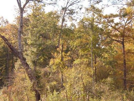 Farm and Ranch in Union Parish, Louisiana