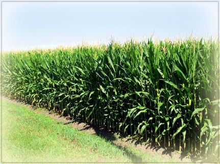 Farm and Ranch in DeKalb County, Illinois