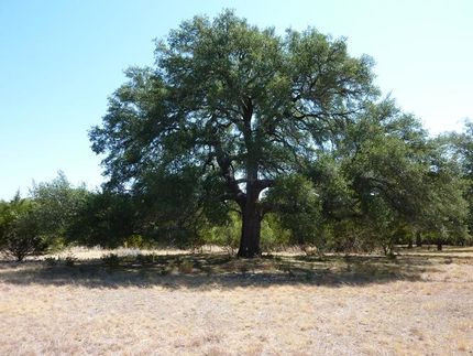 Timberland Property in Williamson County, Texas