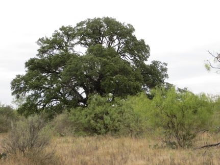 Farm and Ranch in Kimble County, Texas