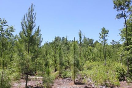 Timberland Property in Berkeley County, South Carolina