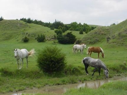 Farm and Ranch in Dawson County, Nebraska
