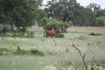 Farm and Ranch in San Saba County, Texas