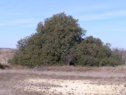 Farm and Ranch in Hamilton County, Texas