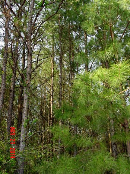 Farm and Ranch in Pike County, Alabama