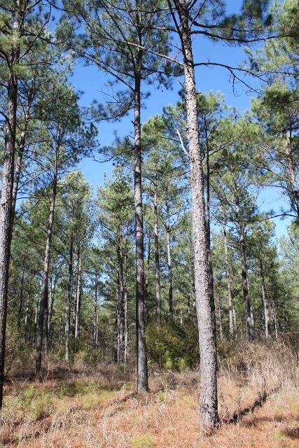 Farm and Ranch in Russell County, Alabama