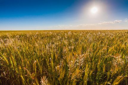 Farm and Ranch in Swisher County, Texas