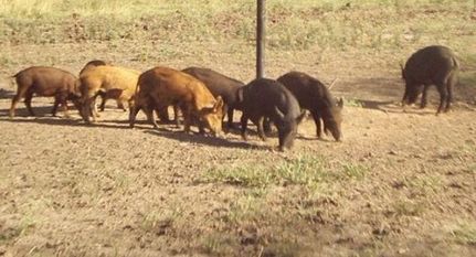 Hunting Property in Cochran County, Texas