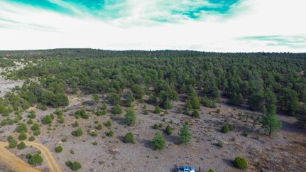 Timberland Property in Cibola County, New Mexico