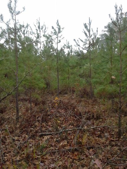 Farm and Ranch in Ashley County, Arkansas