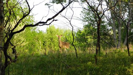 Farm and Ranch in Sanilac County, Michigan