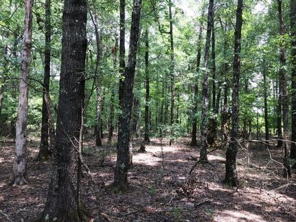 Timberland Property in Hot Spring County, Arkansas