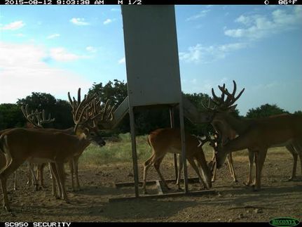 Farm and Ranch in Taylor County, Texas