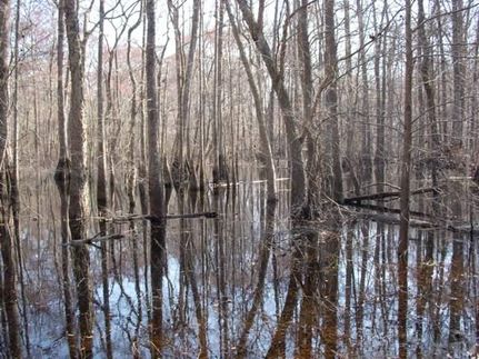 Land in Effingham County, Georgia