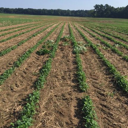 Farm and Ranch in Jackson County, Florida