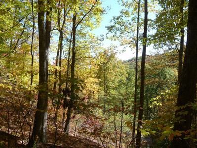 Farm and Ranch in Madison County, North Carolina