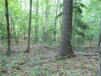 Farm and Ranch in Moore County, North Carolina
