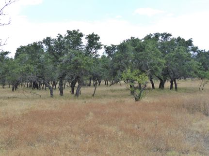 Farm and Ranch in Menard County, Texas