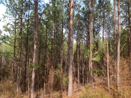 Undeveloped Land in Chilton County, Alabama