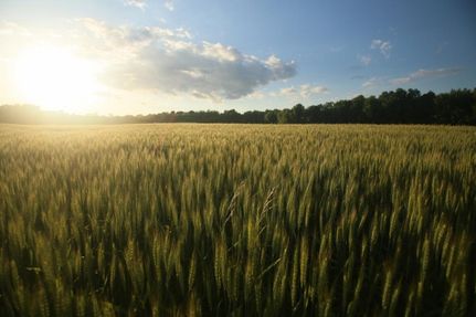 Farm and Ranch in Cherokee County, Kansas